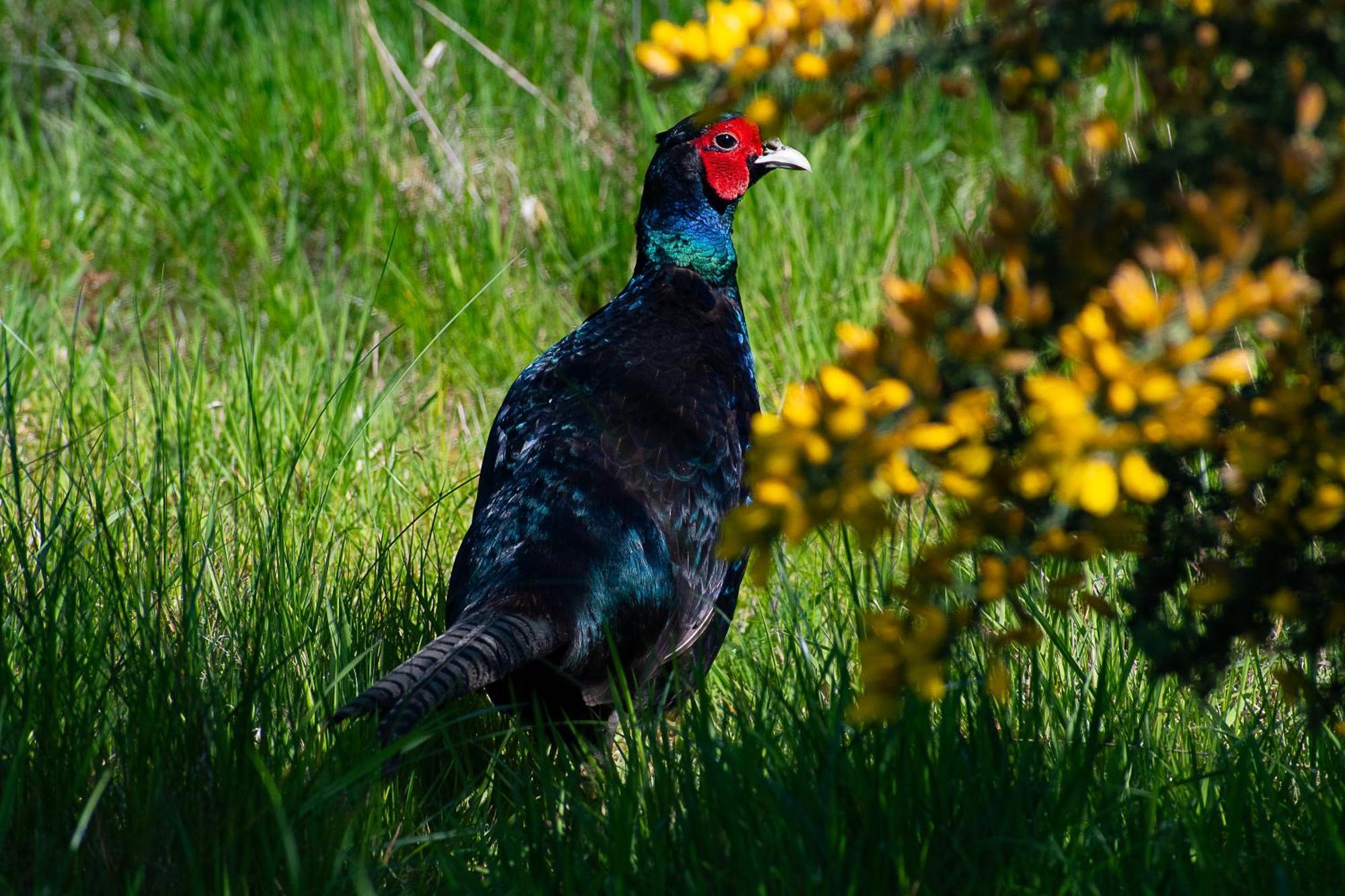 Peppercorn Pod At Beck House Glamping Hotell Salmonby Eksteriør bilde